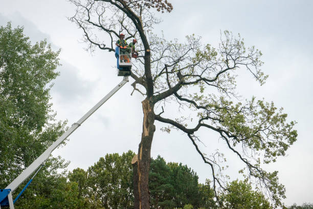 Best Utility Line Clearance  in Corunna, MI